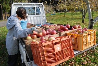 りんごの仕分け