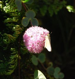 花の蜜を吸う蝶々