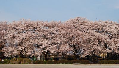 十王公園の桜