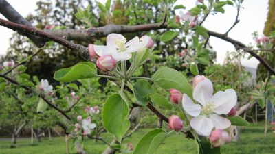 リンゴの花