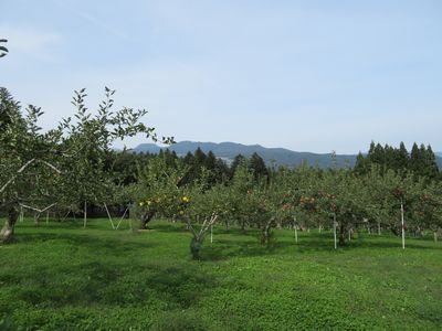りんご畑から