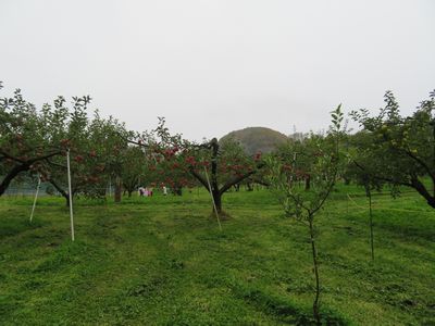 今日のりんご畑