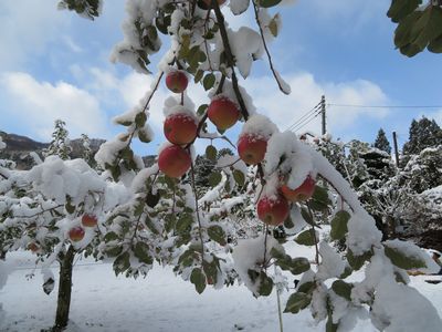 雪をかぶったりんごと青空