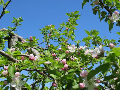 青空とりんごの花