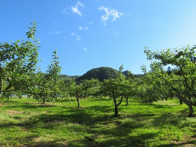 りんご園の風景
