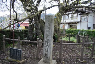 姥櫻の碑